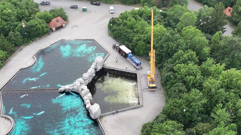 Shocking moment six beluga whales are rescued from abandoned theme park