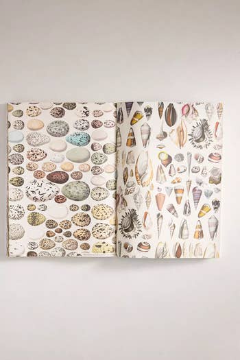 Open book displaying various illustrated seashells and patterned eggs