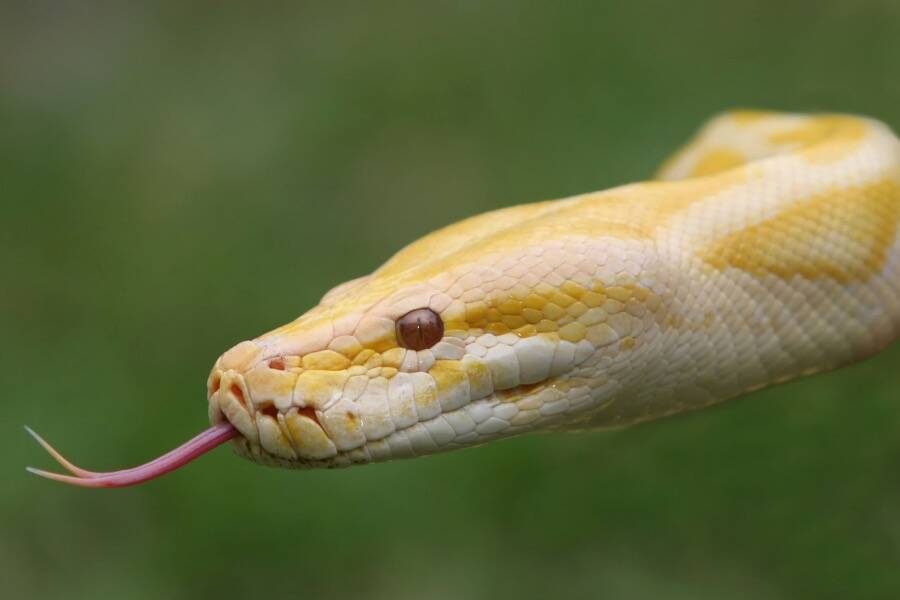 Burmese Python