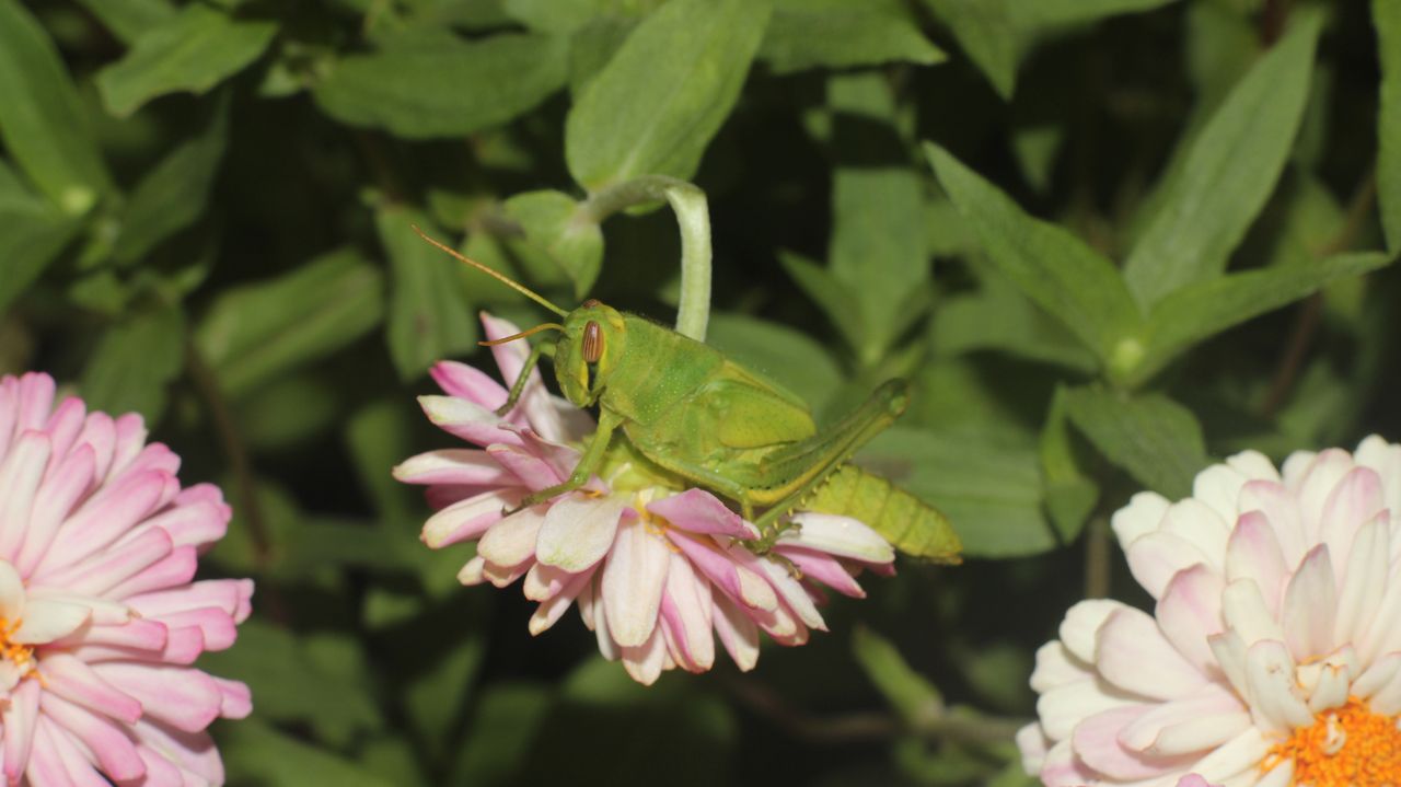 A grasshopper on a flower with green foliage in the background