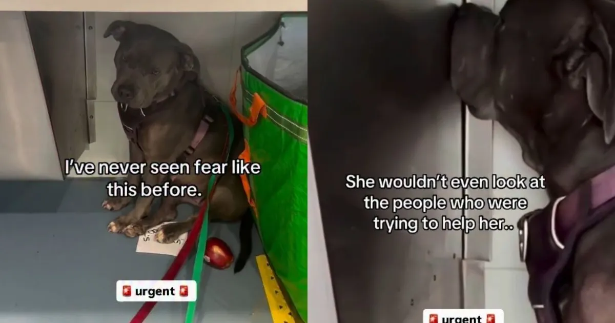 Rescue dog stays frozen in fear after owner abandons her at a laundromat
