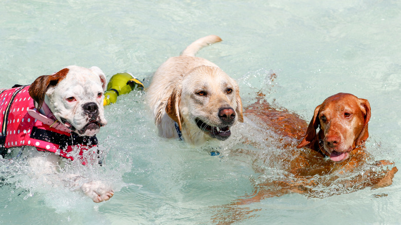 A boxer, a Labrador retriever and a Vizsla swimming together in a pool.