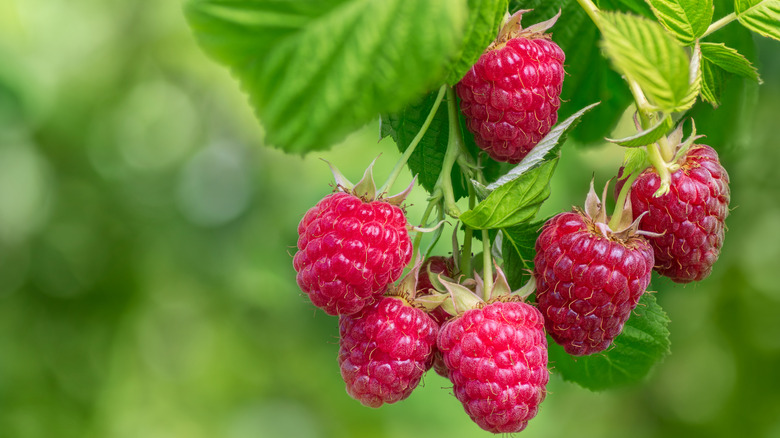 A bunch of raspberries growing on a plant