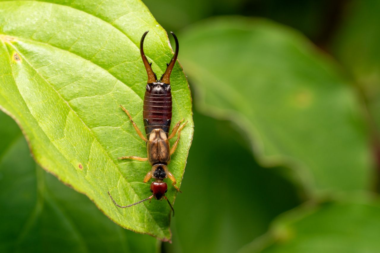 Closeup of an earwig insect on a green leaf