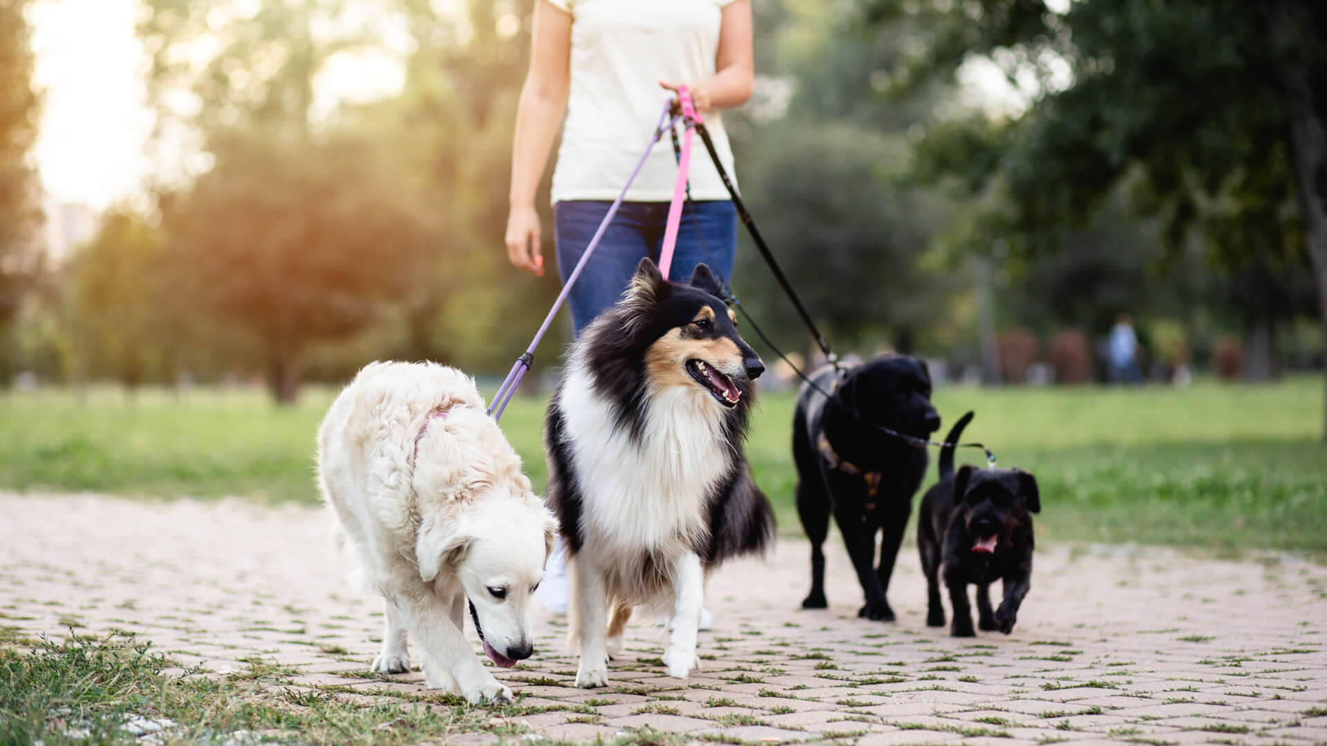 Discover a woman walking four dogs of different breeds along a sunlit park path in lush green surroundings