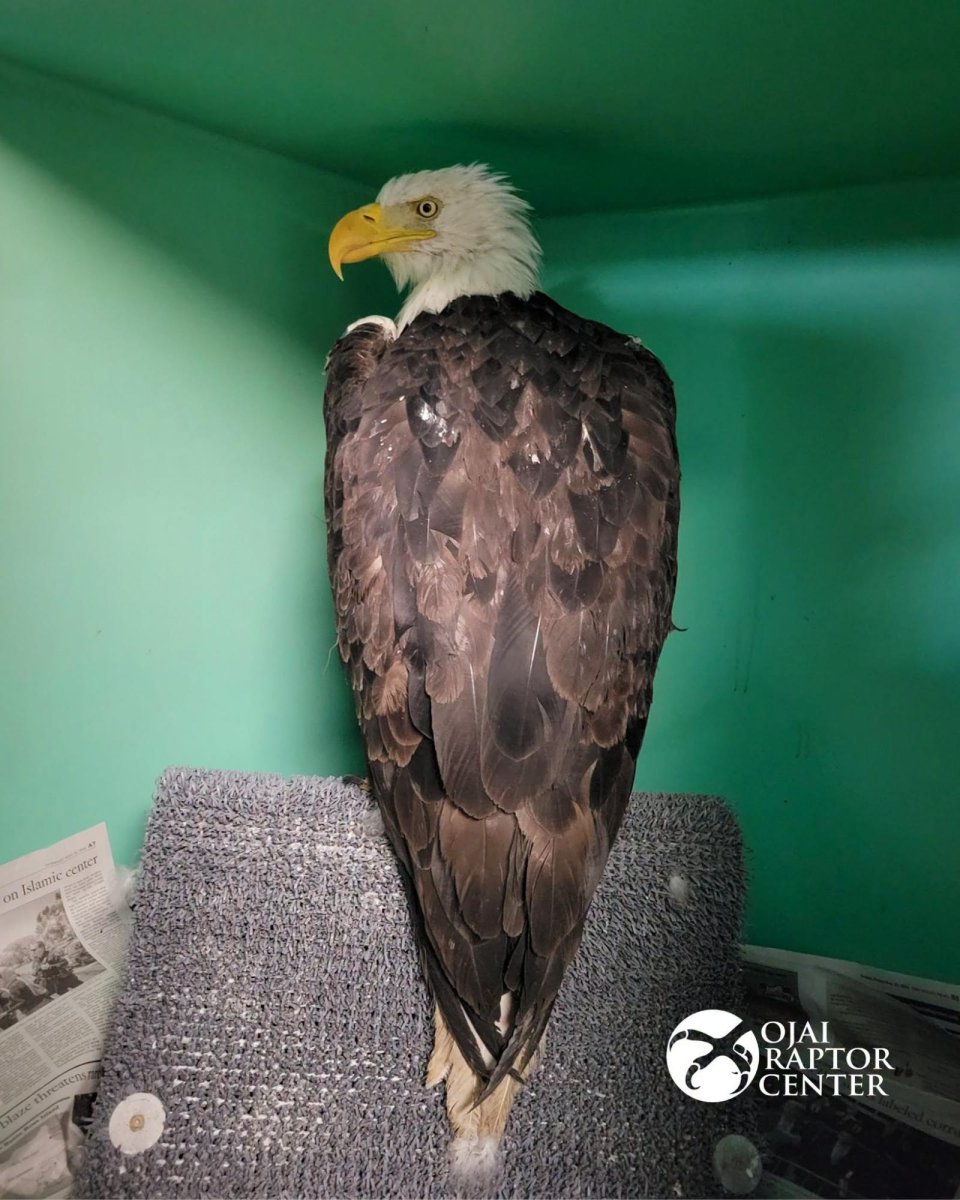The Ojai Raptor Center/Facebook