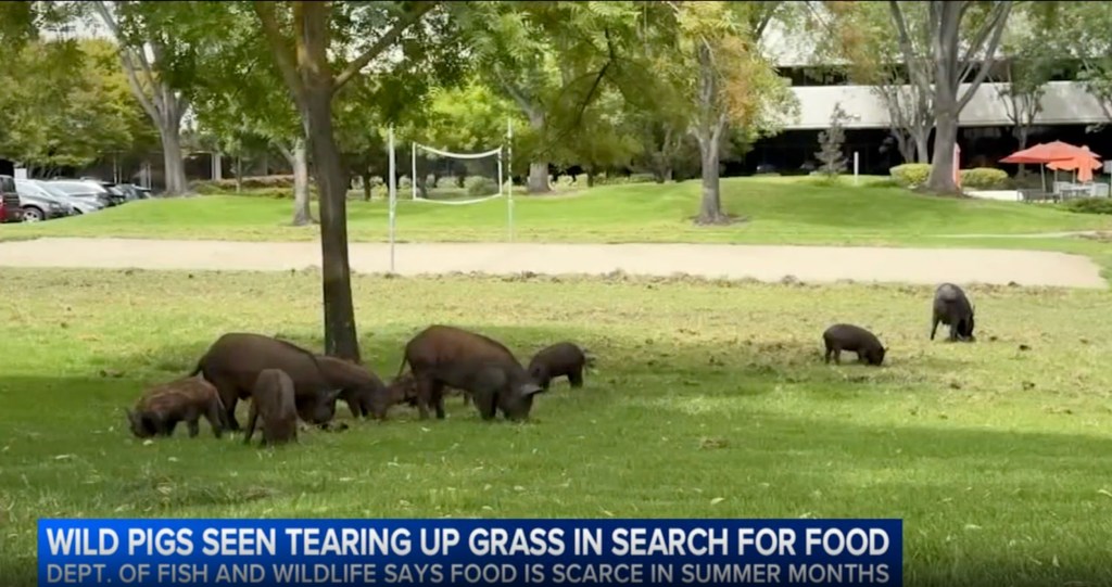 Feral beasts spark chaos across superrich California neighborhood: ‘Really did a number here’