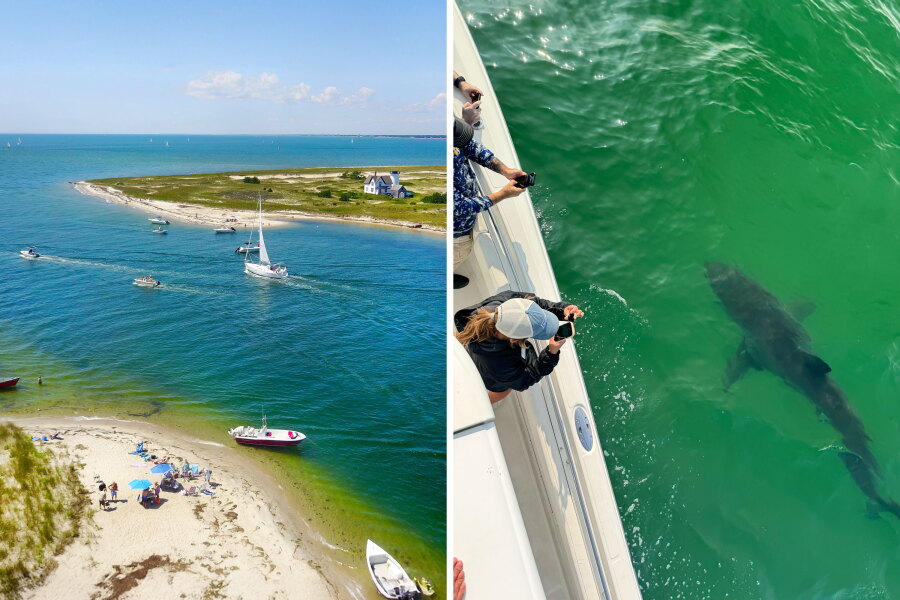 Shark tourism is growing in Cape Cod
