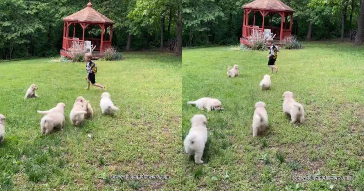 Golden retriever puppies chase toddler around the backyard & it's straight out of a fairytale