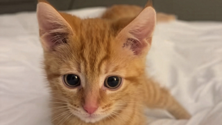 Close-up of ginger kitten