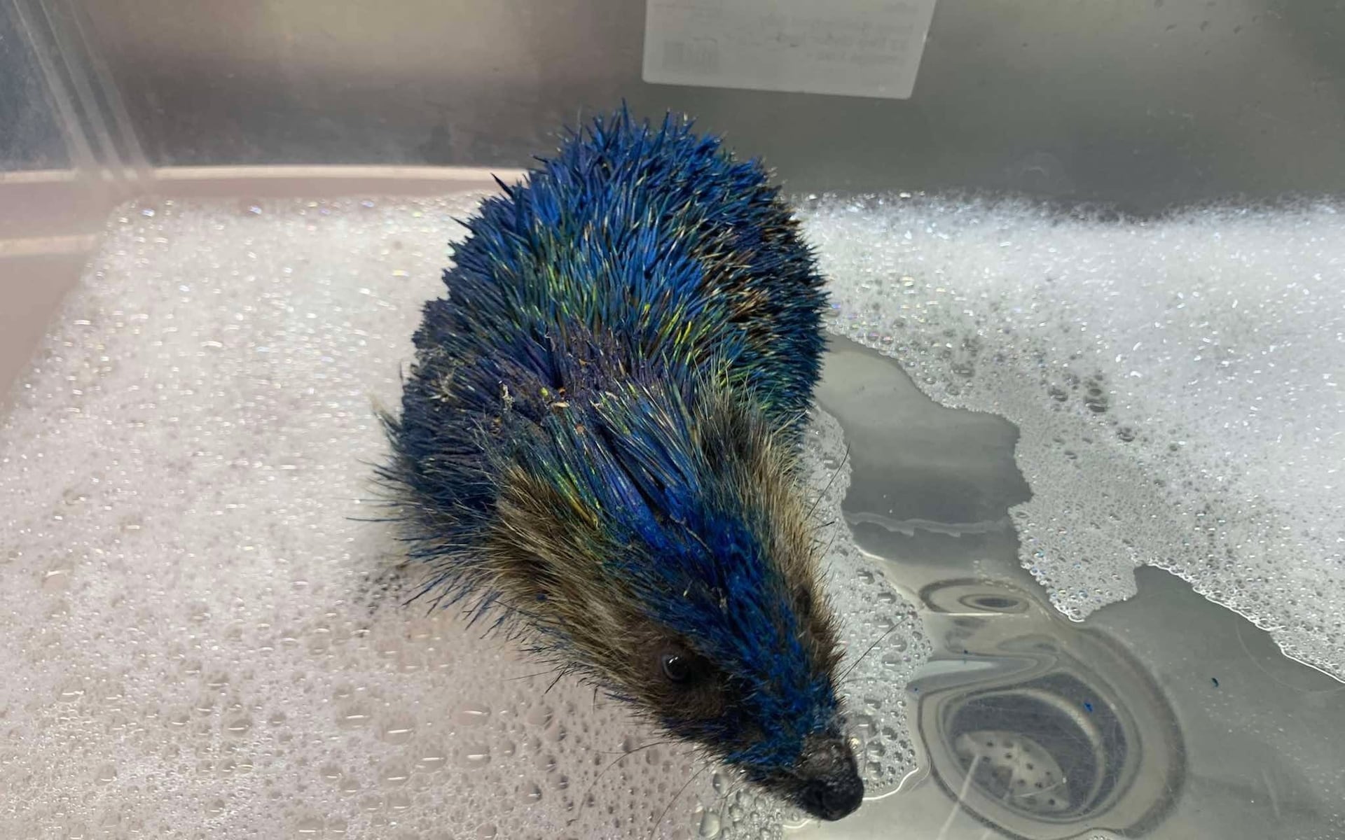painted hedgehog