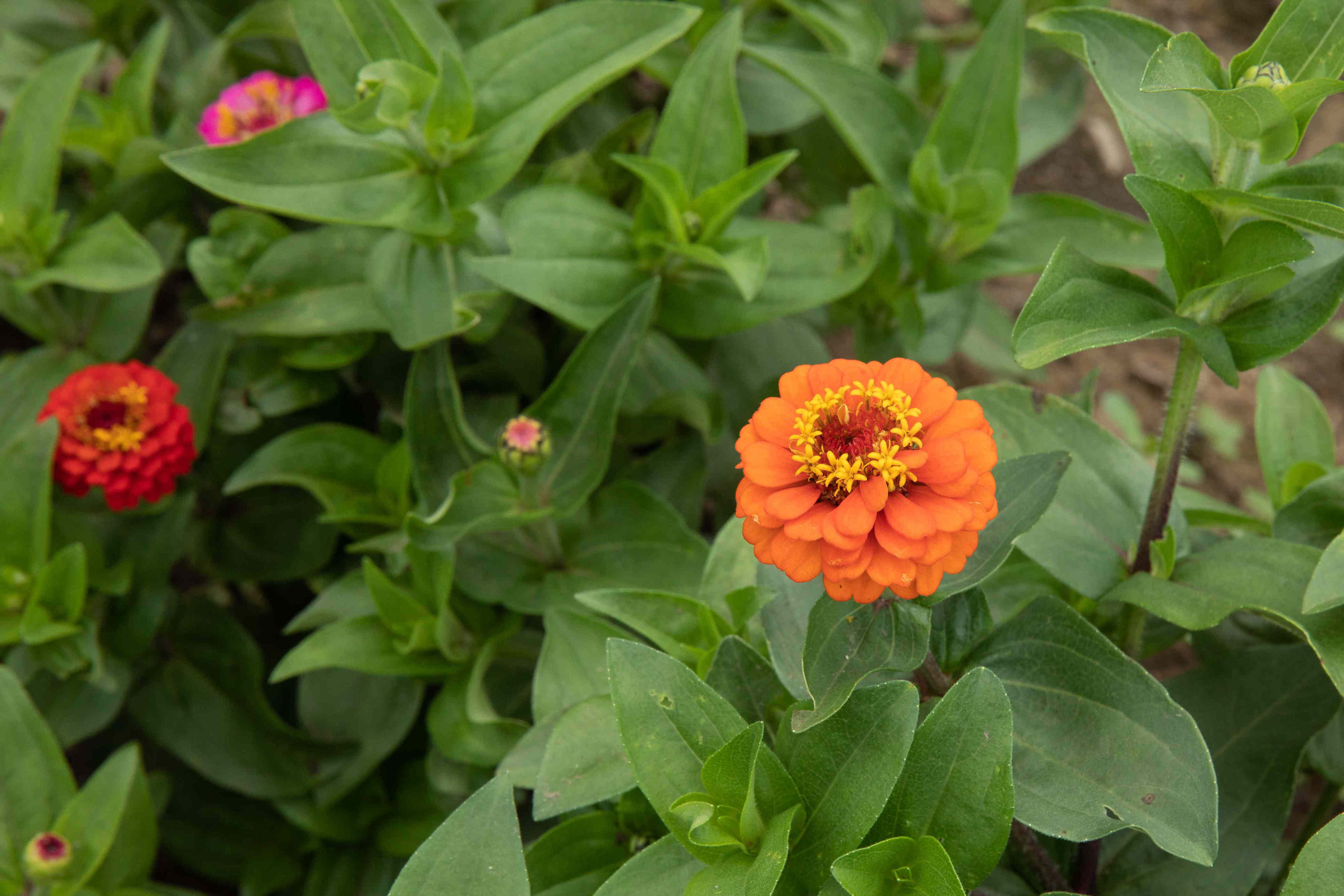 Your zinnias could be at risk from these 5 common pests—here’s how to protect them