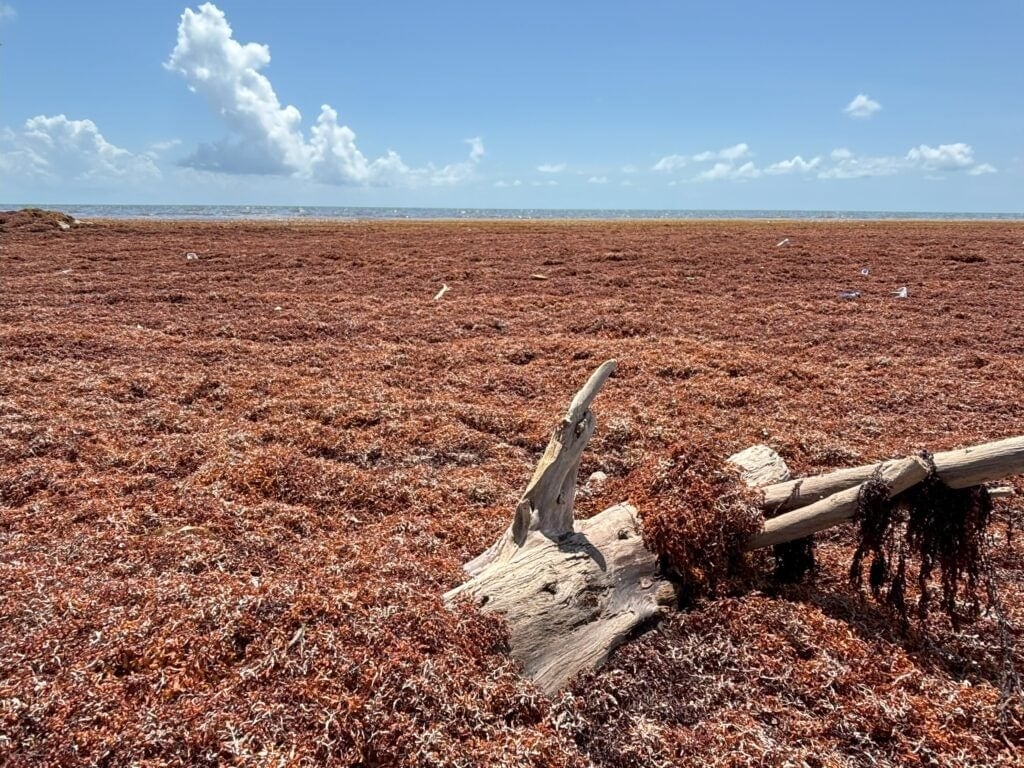 High levels of sargassum flood Belize’s Dangriga Town. Credit: Oceana/Miriam Longsworth