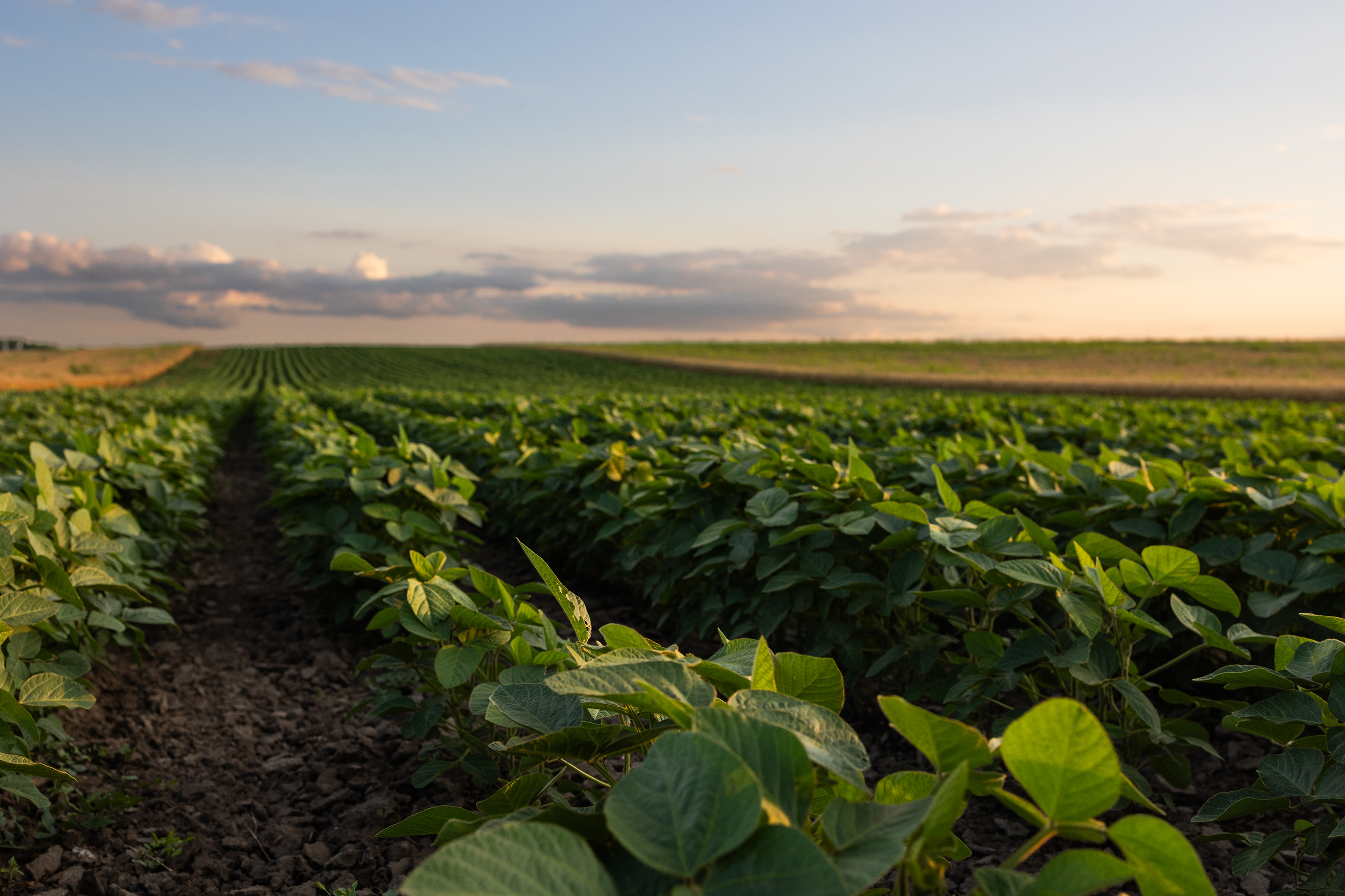 They harvest the nation’s food, but a new rule may strip them of health insurance
