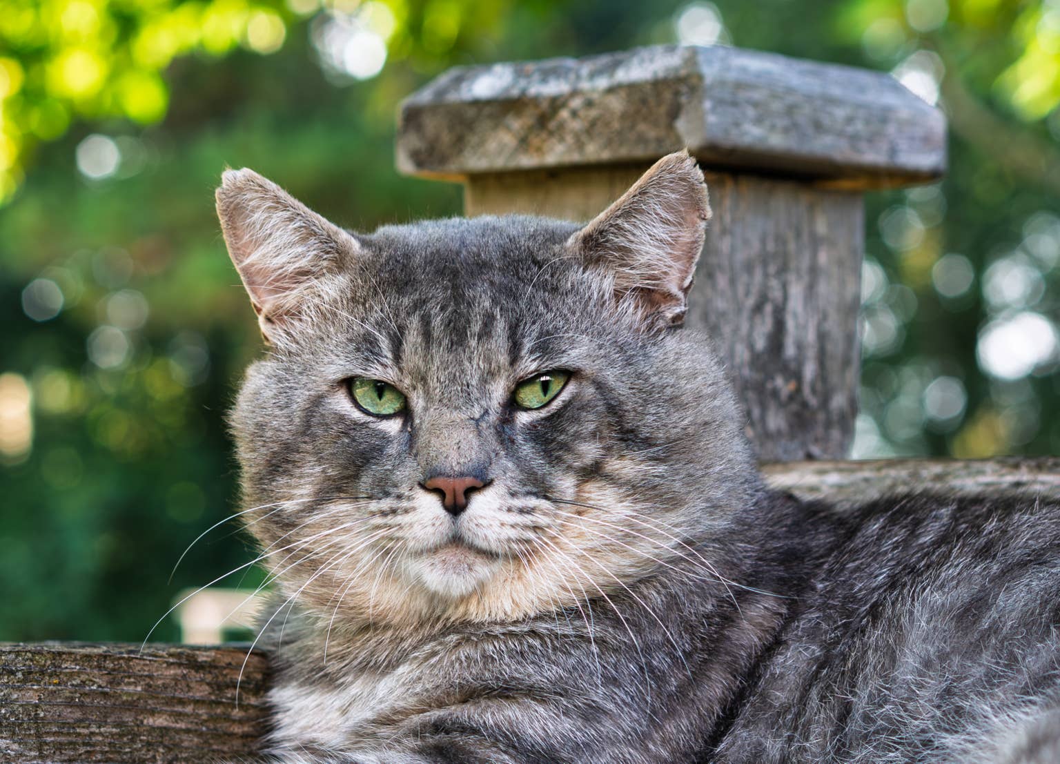 Sick feral cat named Charles finds love and friendship after rescue
