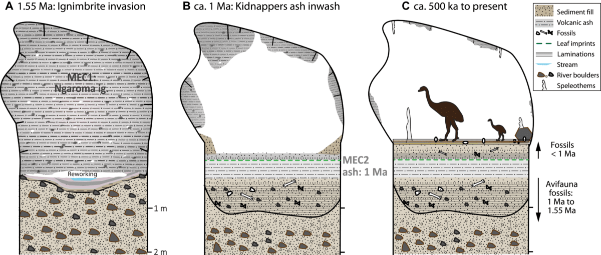 Schematic diagrams showing how Moa Eggshell Cave evolved over time. Credit: Worthy, T. H. et al. (2026)