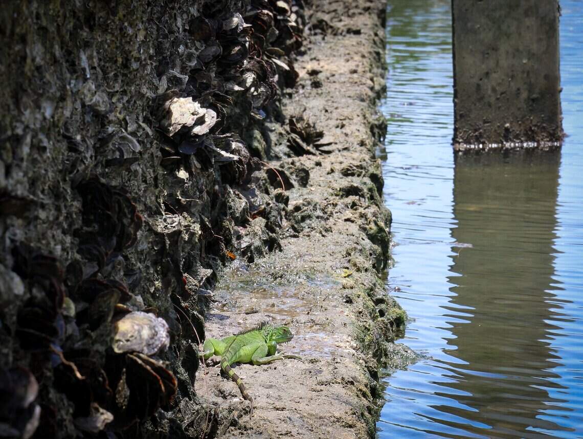 An iguana bathes in the sun at the current Church by the Sea seawall. The new living seawall the church plans to build will create more spaces for sea life to make a home, which will help improve the water quality.