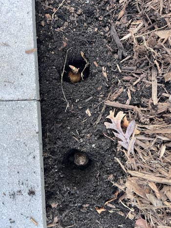 Plants sprouting from soil in a garden bed, surrounded by mulch and paving