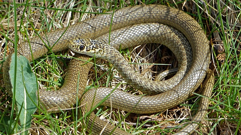 Invasive snakes in Germany: why the green-yellow western whip snake alarms conservationists