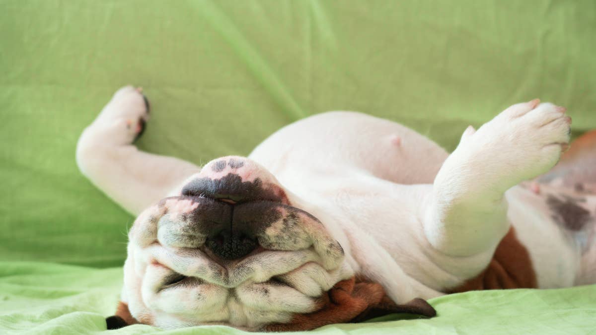 English bulldog's couch nap pose is all lazy Sunday vibes