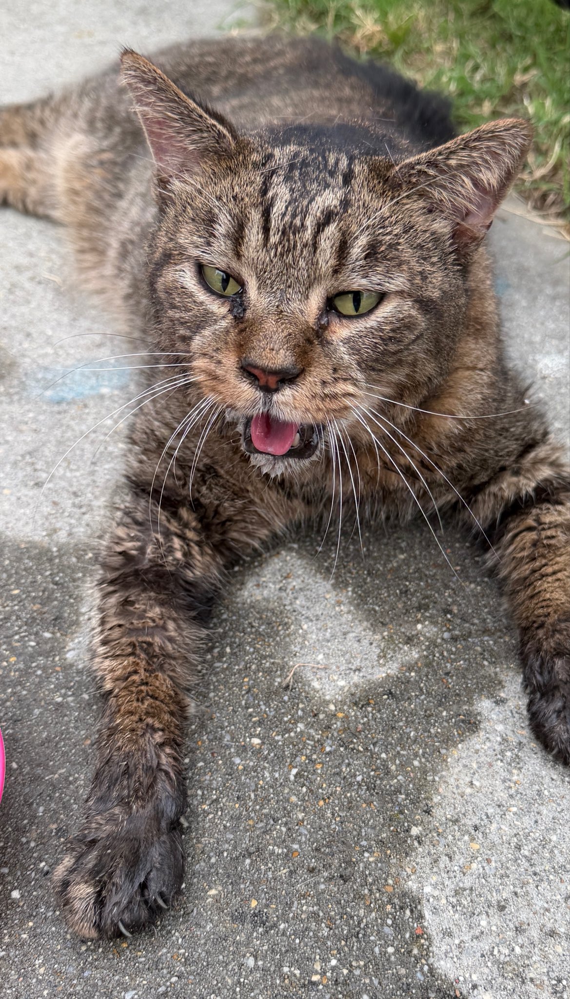 Cats, woman rescued from accidental fire in DC
