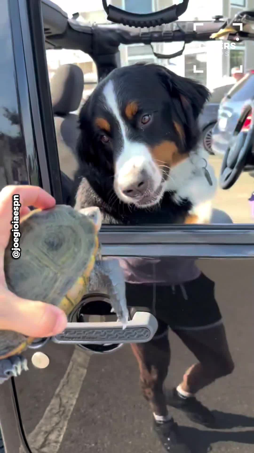 Unexpected wildlife encounters leave dog fascinated in Connecticut