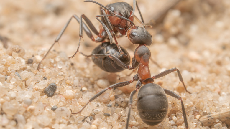 Why some ants carry other dead ants