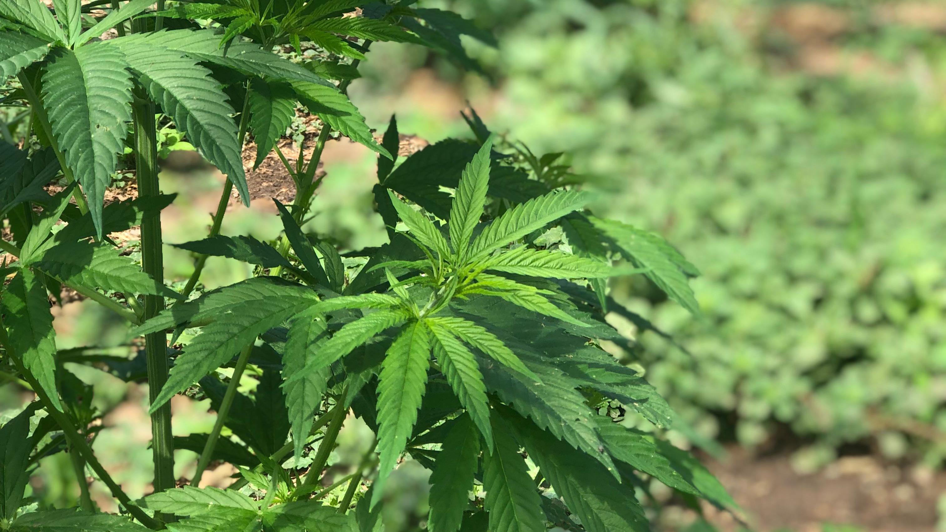 Work to explore the decriminalisation of cannabis was paused in the last political term
