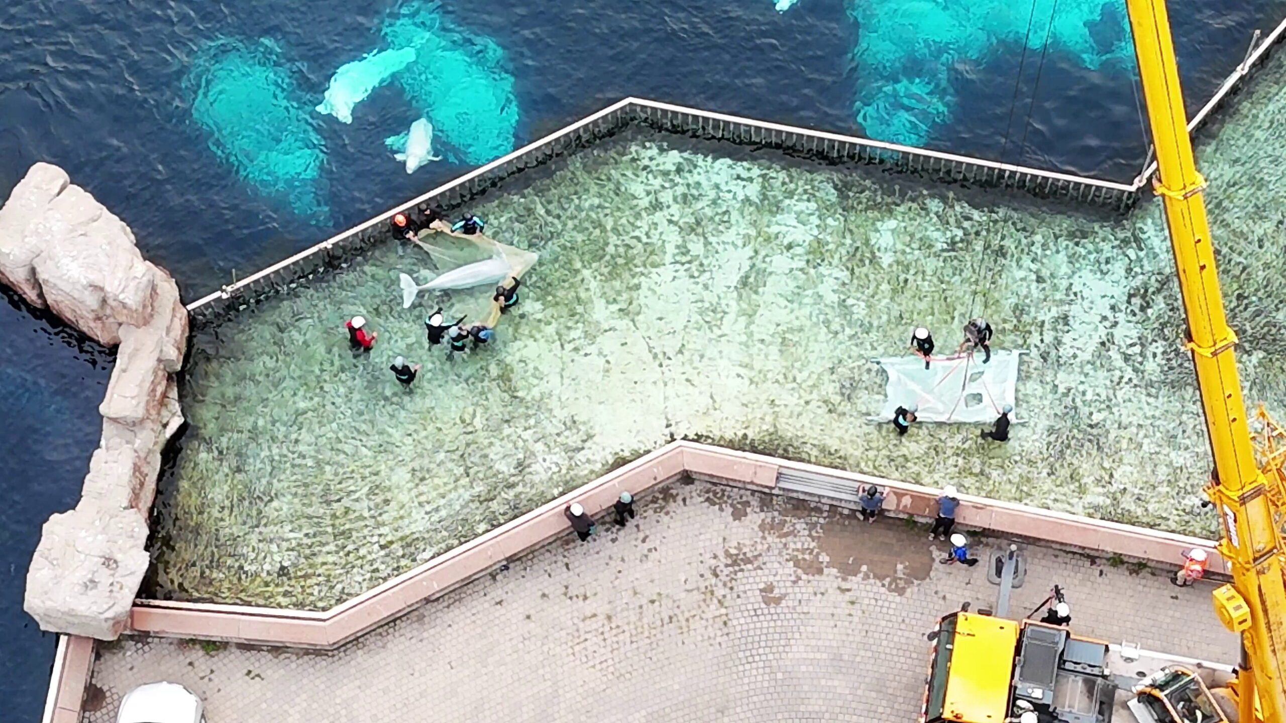 Shocking moment six beluga whales are rescued from abandoned theme park