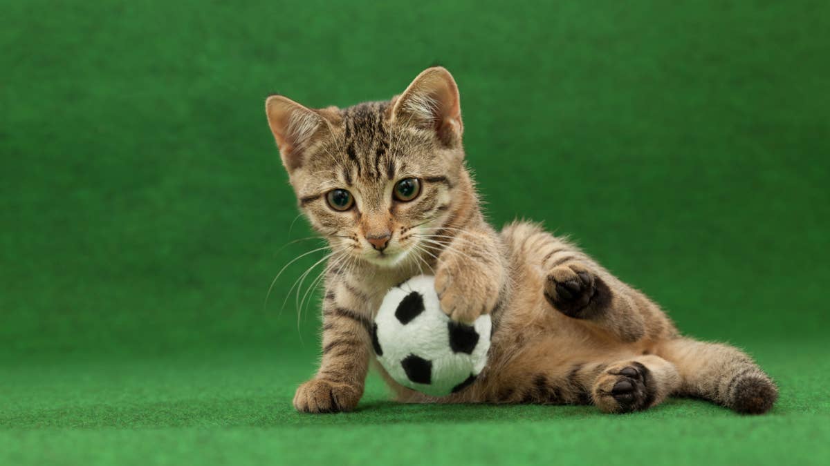 This tabby cat's USA soccer jersey turned a World Cup loss into comedy