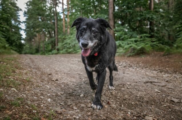 How to protect your senior dog from progressive joint damage
