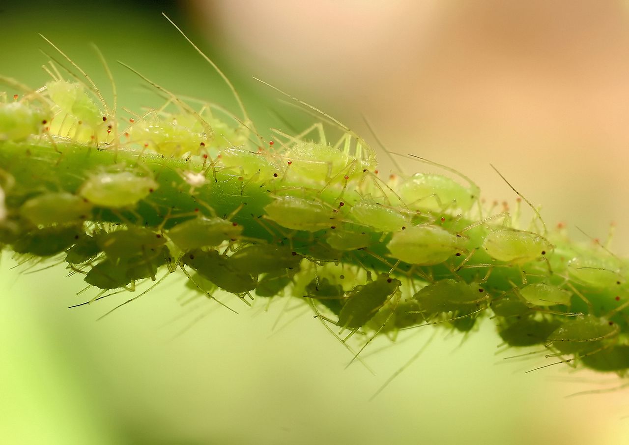 March of the Aphids