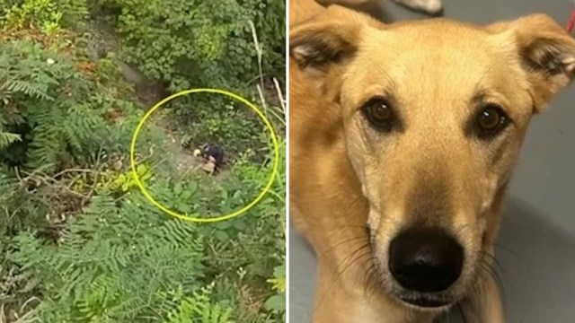 Washington pup chases rabbit over cliff, then won't stop licking deputy who rescues her