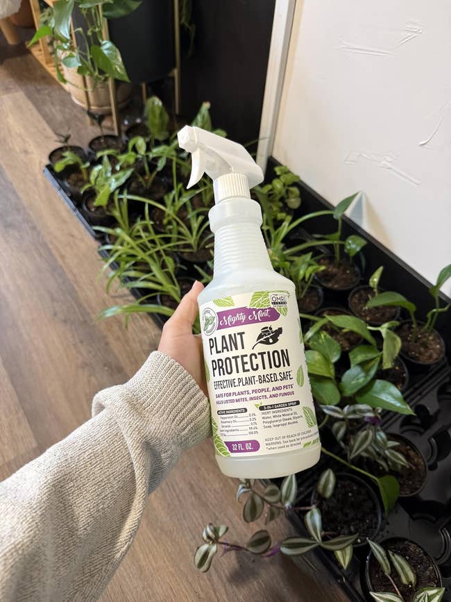 Hand holding a bottle of plant protection spray above several potted plants on a wooden floor