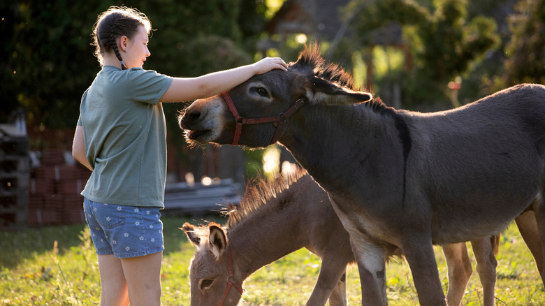 Girl petting donkey on the countryside as another one grazes behind it.
