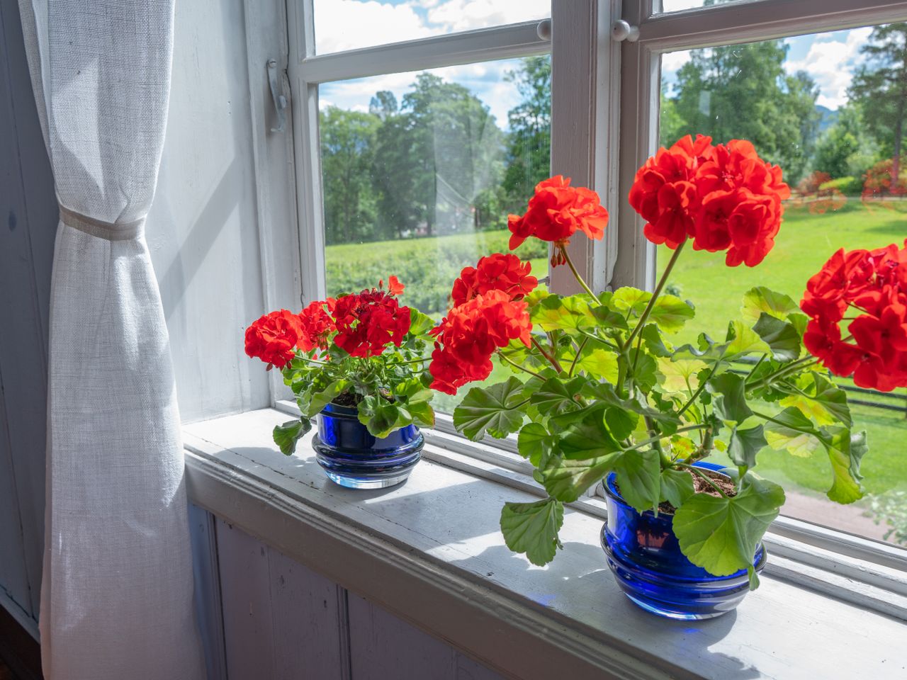 Geranium plants in blue pots on a windowsill with a view of greenery outside
