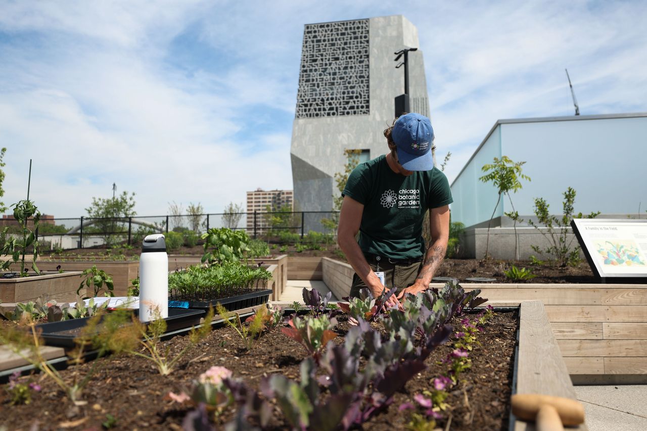 A volunteer with the Chicago Botanic Gardens tends to plants in the fruit and vegetable garden during a media preview of the Obama Presidential Center in the Jackson Park neighborhood of Chicago, Illinois, US, on Wednesday, June 3, 2026.