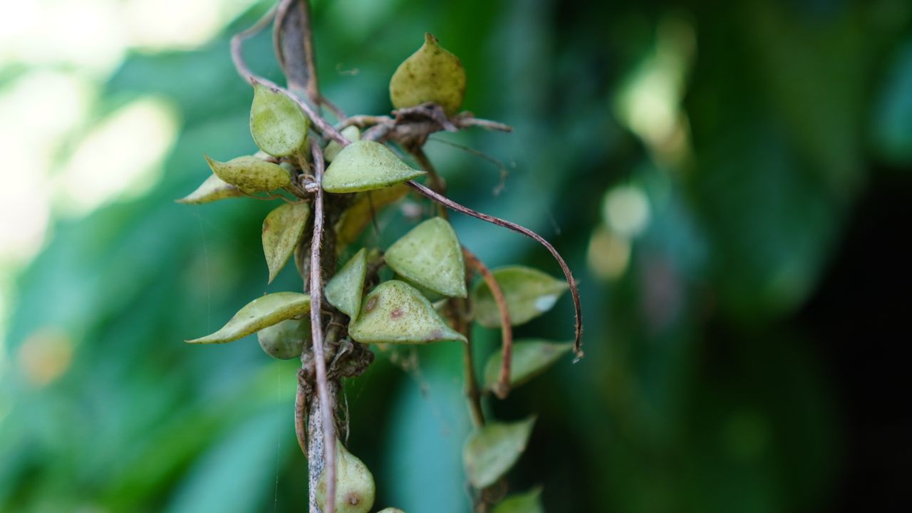 Hoya lacunosa leaves, also known as the cinnamon-scented wax plant, in the garden