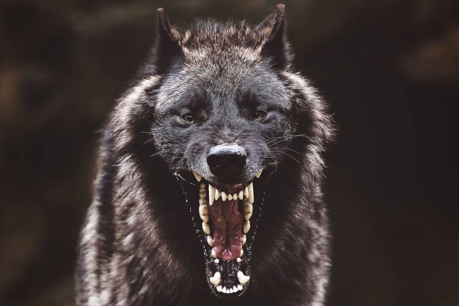 A Barking Wolf