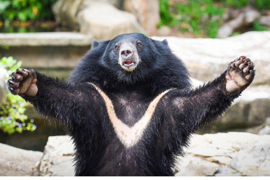 Wild Black Bear