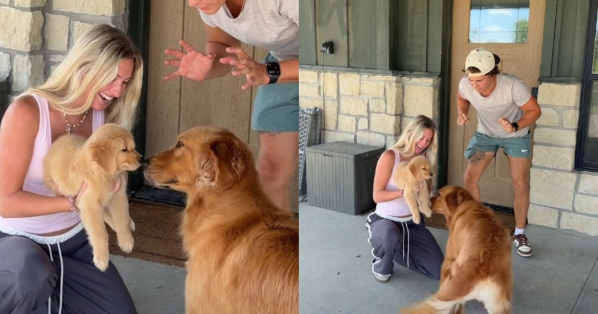 Golden Retriever & Puppy's First Meeting Is Filled With Tail Wags, Sniffs & Instant Love