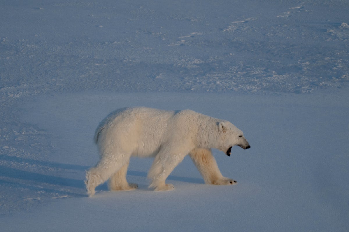 NORWAY-ENVIRONMENT-CLIMATE-RESEARCH-ANIMAL
