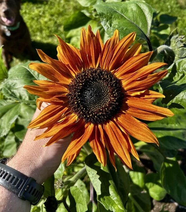Redditor swore off gardening before a move, then surprise sunflowers shot up 4.5 feet