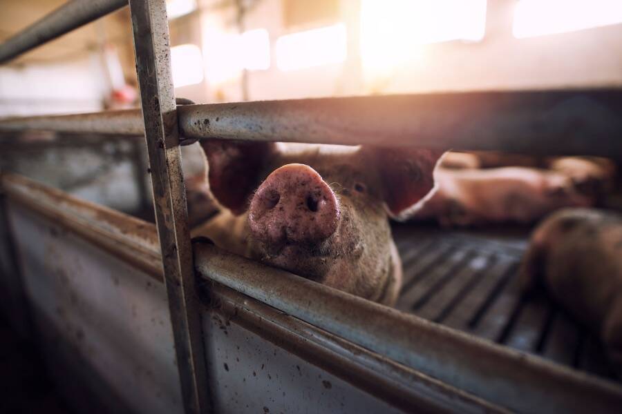 Pigs In A Pen