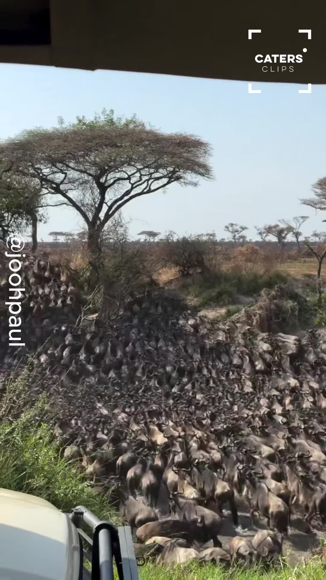 Safari Visitors Witness Incredible Wildebeest Migration Up Close