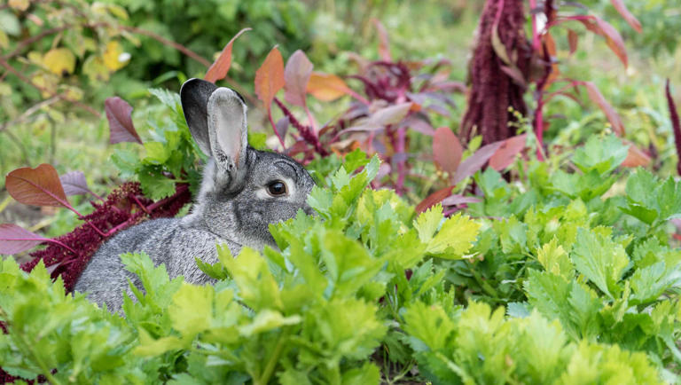 How to save your garden after rabbits have damaged it
