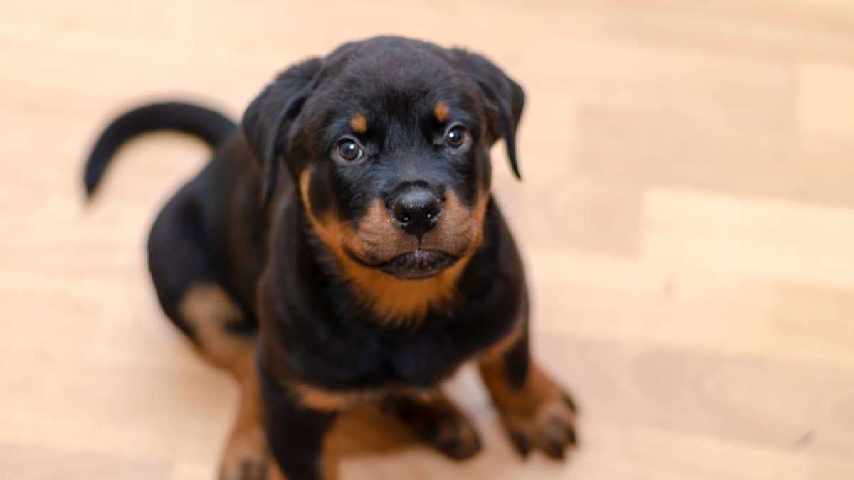 This foster puppy learns to sit, earns treats, and now she won't stop