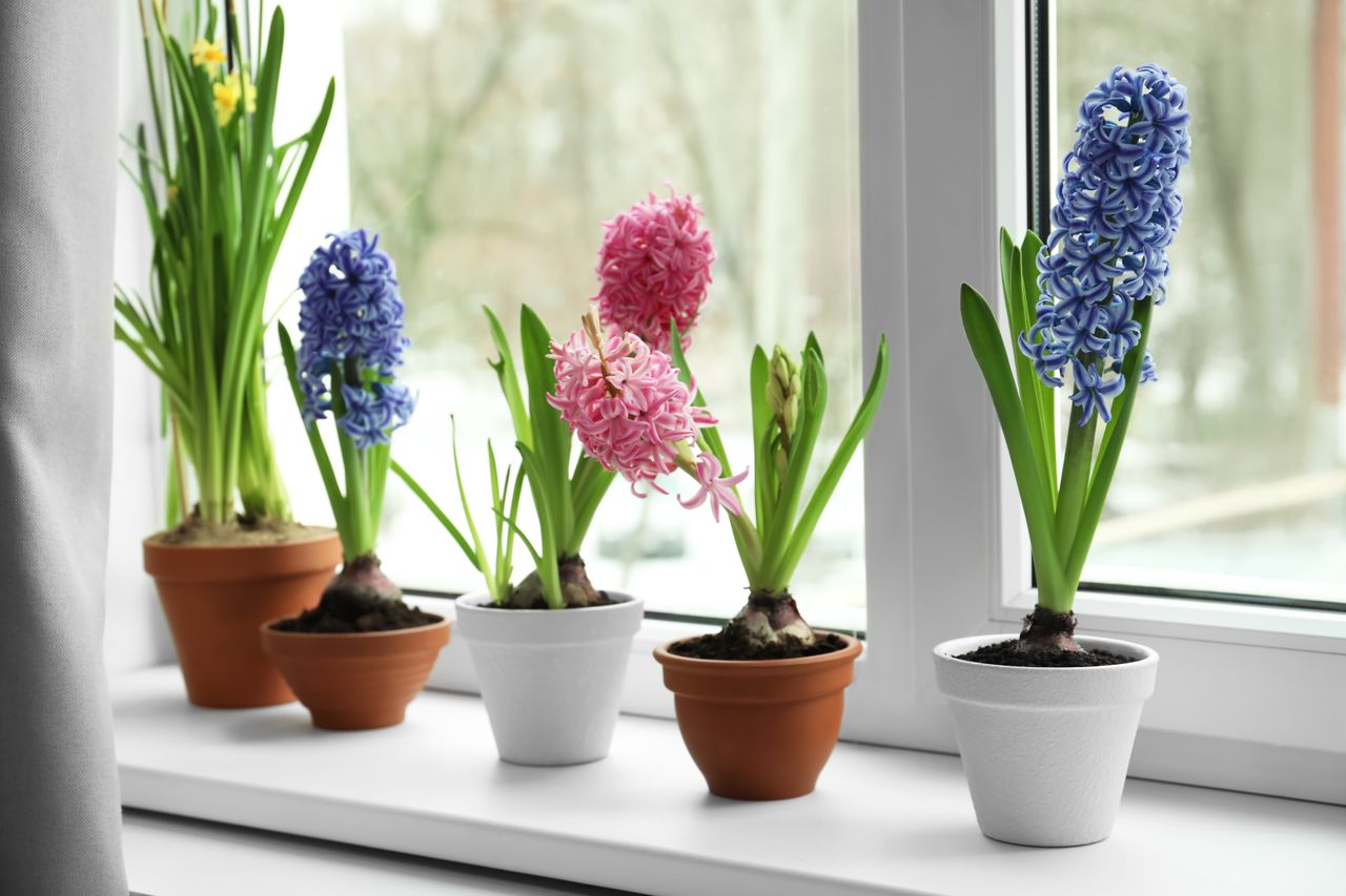 Hyacinth plants in pots on a windowsill, showcasing vibrant blooms
