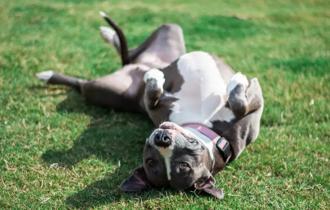 The belly-up dead bug pose (Image Credits: Unsplash)