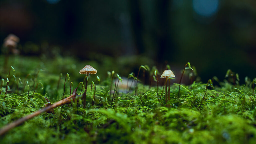 Scientists may be about to replace antidepressants with magic mushrooms